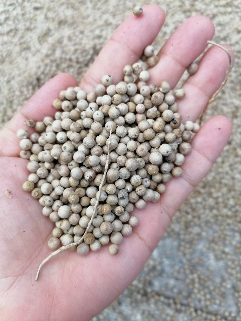 海南胡椒:香飘全国的调味品